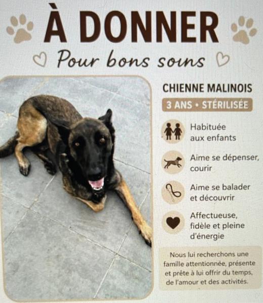 Donne berger malinois femelle 3 ans - Gironde
