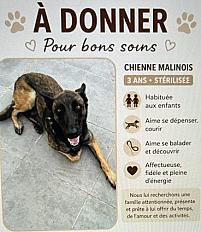 Donne berger malinois femelle 3 ans - Gironde