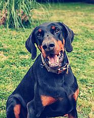 Donne doberman mâle 6 ans - Orne