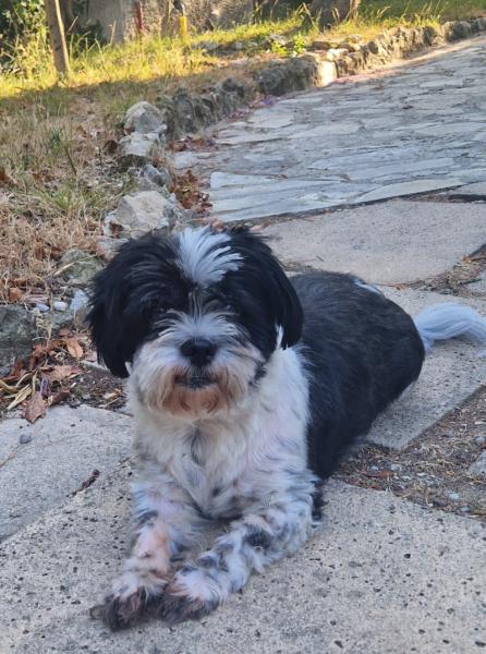 Donne Alfy Shih Tzu  X Papillon mâle 5 ans - Alpes Maritimes