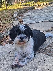 Donne Alfy Shih Tzu  X Papillon mâle 5 ans - Alpes Maritimes