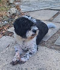 Donne Alfy Shih Tzu  X Papillon mâle 5 ans - Alpes Maritimes - Photo 2