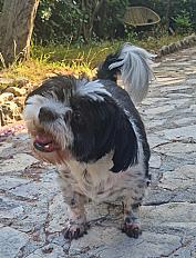 Donne Alfy Shih Tzu  X Papillon mâle 5 ans - Alpes Maritimes - Photo 3