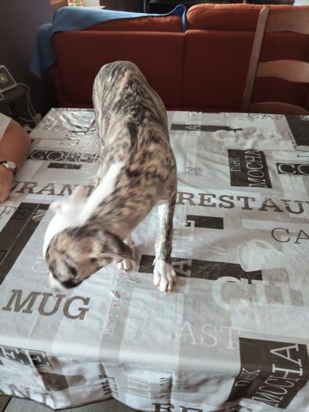 Donne Berlioz whippet chiot 3 mois - Pyrénées Atlantiques