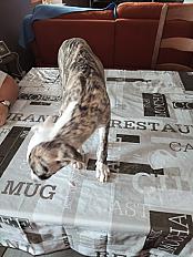 Donne Berlioz whippet chiot 3 mois - Pyrénées Atlantiques