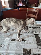 Donne Berlioz whippet chiot 3 mois - Pyrénées Atlantiques - Photo 2