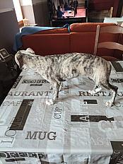 Donne Berlioz whippet chiot 3 mois - Pyrénées Atlantiques - Photo 3