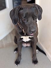 Donne cane corso femelle 2 ans - Rhône
