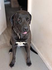 Donne cane corso femelle 2 ans - Rhône - Photo 2