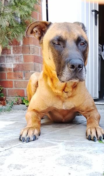 Donne Raven berger malinois mâle 6 ans - Nord