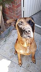 Donne Raven berger malinois mâle 6 ans - Nord - Photo 2