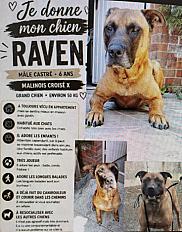 Donne Raven berger malinois mâle 6 ans - Nord - Photo 3