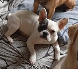 Donne bouledogue français femelle 1 an et 8 mois - Orne - Photo 2
