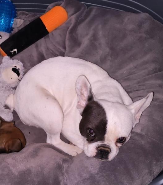 Donne bouledogue français femelle 1 an et 8 mois - Orne