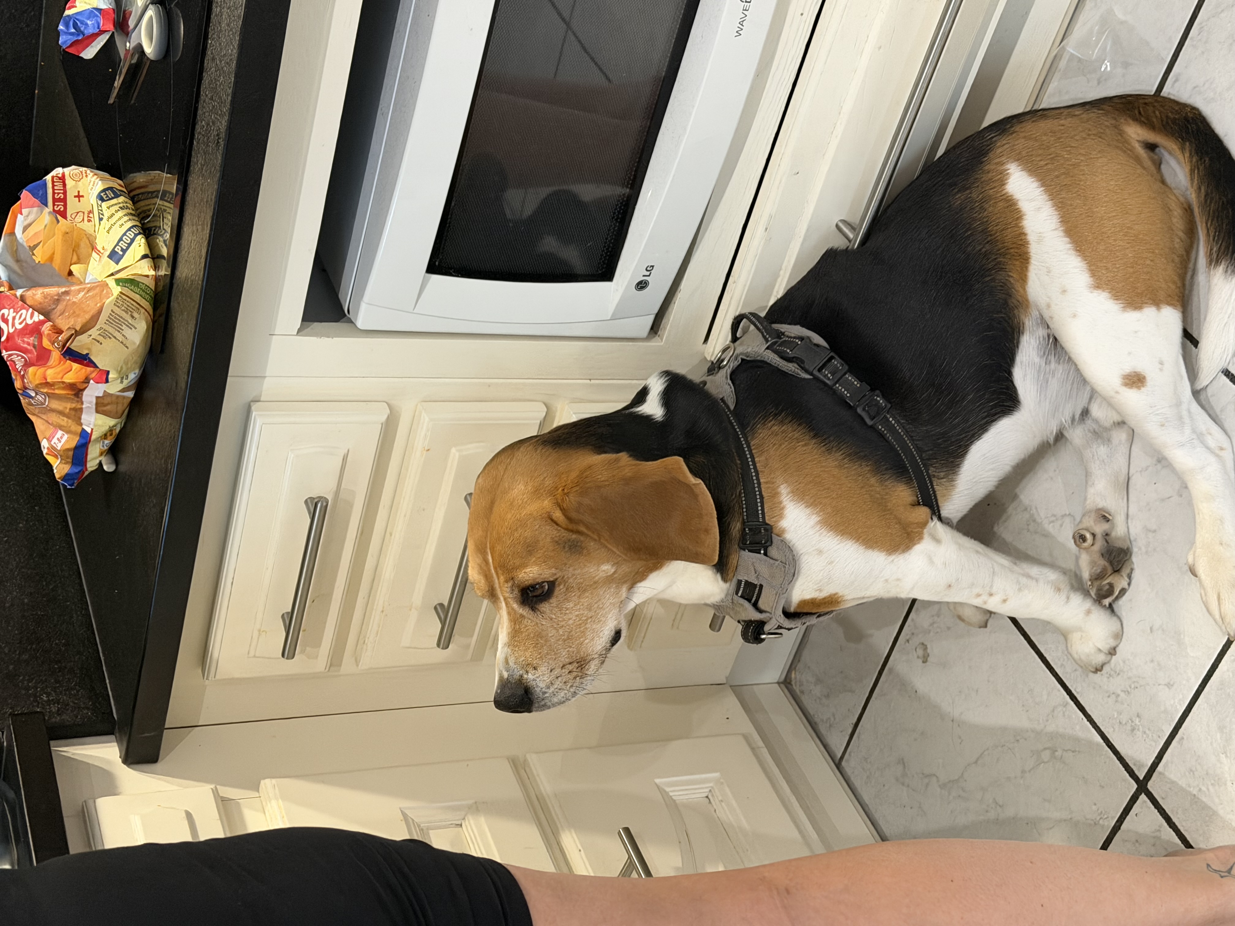 Donne Poppy beagle mâle 6 ans - Haute Loire