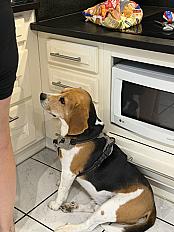 Donne Poppy beagle mâle 6 ans - Haute Loire