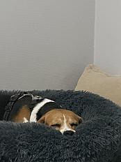 Donne Poppy beagle mâle 6 ans - Haute Loire - Photo 2