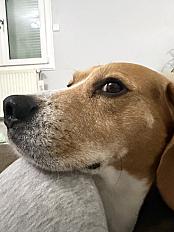 Donne Poppy beagle mâle 6 ans - Haute Loire - Photo 3