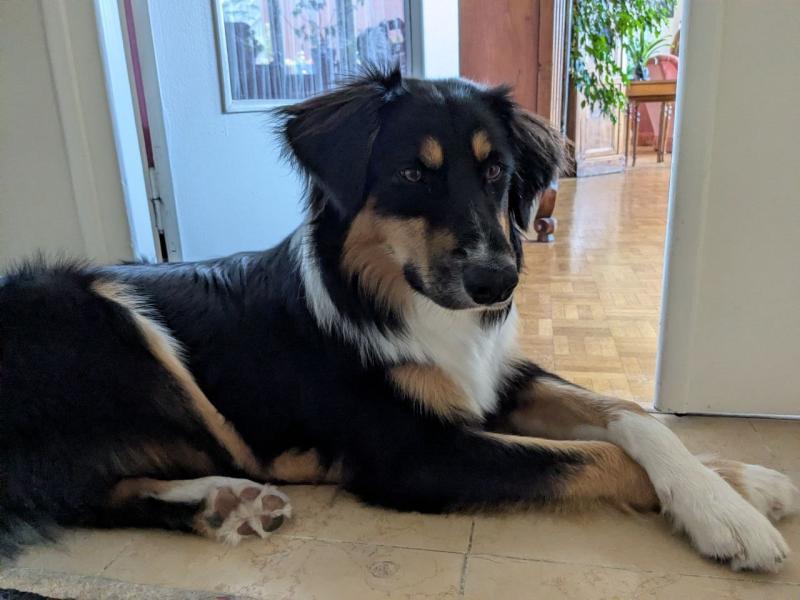 Donne chiot Berger Australien X Border Collie mâle 8 mois - Haute Savoie