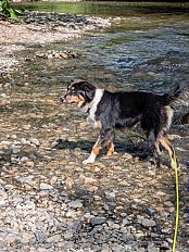 Donne chiot Berger Australien X Border Collie mâle 8 mois - Haute Savoie - Photo 2