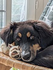 Donne chiot Berger Australien X Border Collie mâle 8 mois - Haute Savoie - Photo 3
