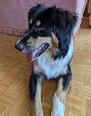 Donne chiot Berger Australien X Border Collie mâle 8 mois - Haute Savoie - Photo 4