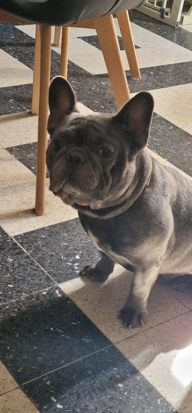 Donne bouledogue français gris mâle 3 ans - Gard