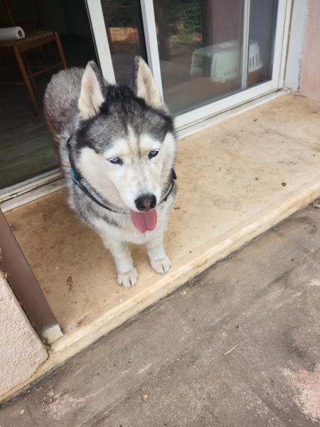 Donne husky de sibérie femelle 12 ans - Gard