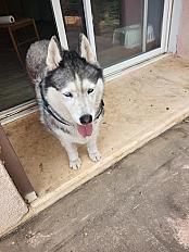 Donne husky de sibérie femelle 12 ans - Gard
