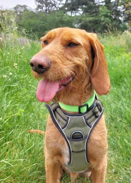 Donne  Fauve de Bretagne X braque mâle 2 ans 8 mois - Haute Garonne