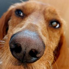 Donne  Fauve de Bretagne X braque mâle 2 ans 8 mois - Haute Garonne - Photo 2
