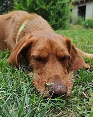 Donne  Fauve de Bretagne X braque mâle 2 ans 8 mois - Haute Garonne - Photo 3