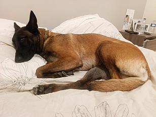 Donne Talya berger belge malinois femelle 3 ans - Marne - Photo 2