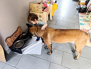 Donne Talya berger belge malinois femelle 3 ans - Marne - Photo 3