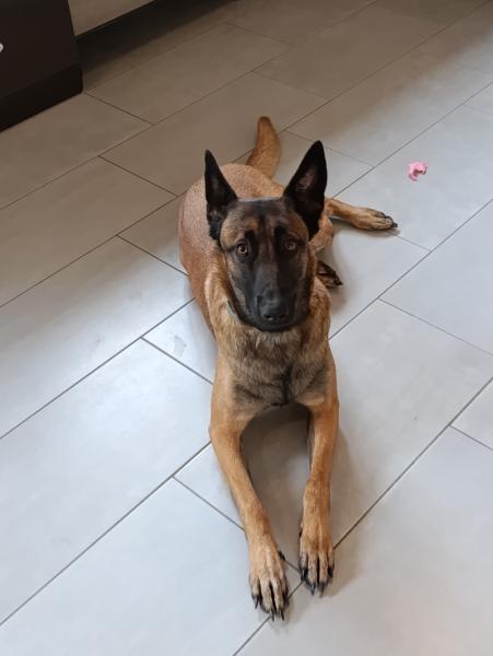 Donne Talya berger belge malinois femelle 3 ans - Marne
