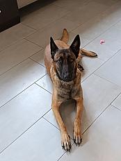 Donne Talya berger belge malinois femelle 3 ans - Marne
