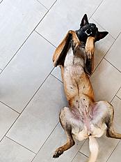 Donne Talya berger belge malinois femelle 3 ans - Marne - Photo 4