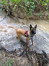 Donne Talya berger belge malinois femelle 3 ans - Marne - Photo 5
