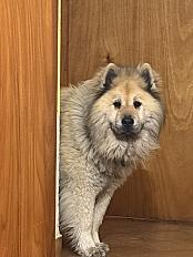 Donne eurasier pure race mâle 6 ans - Alpes de Haute Provence