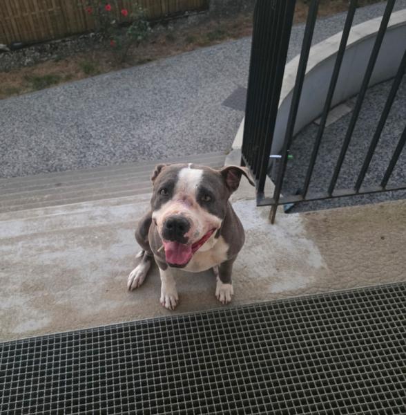 Donne Sakura bouledogue amériain femelle 4 ans - Saône et Loire