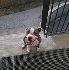 Donne Sakura bouledogue amériain femelle 4 ans - Saône et Loire