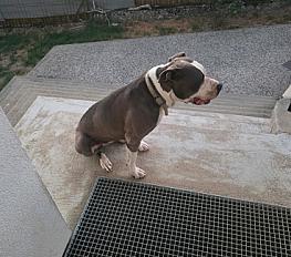 Donne Sakura bouledogue amériain femelle 4 ans - Saône et Loire - Photo 2