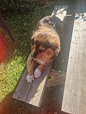 Donne Kyser cavalier king charles mâle 4 ans - Val de Marne - Photo 3