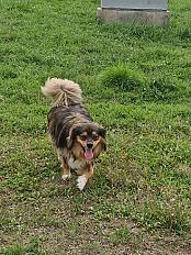 Donne Kyser cavalier king charles mâle 4 ans - Val de Marne - Photo 4