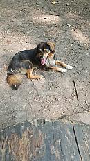 Donne Kyser cavalier king charles mâle 4 ans - Val de Marne - Photo 5