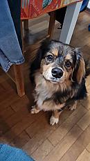 Donne Kyser cavalier king charles mâle 4 ans - Val de Marne