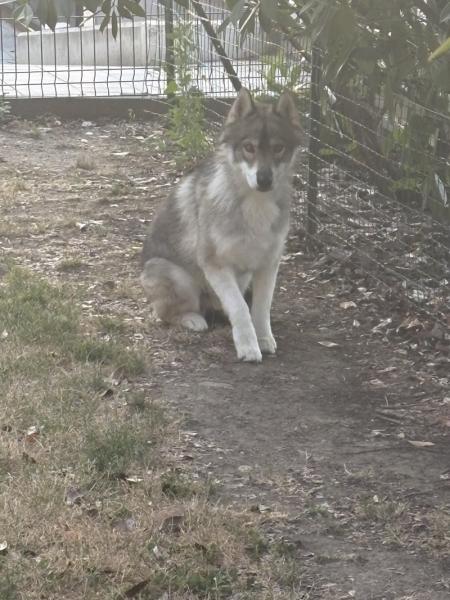 Donne Husky de Sibérie mâle 1 an - Loire