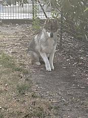 Donne Husky de Sibérie mâle 1 an - Loire