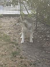Donne Husky de Sibérie mâle 1 an - Loire - Photo 2