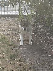Donne Husky de Sibérie mâle 1 an - Loire - Photo 3